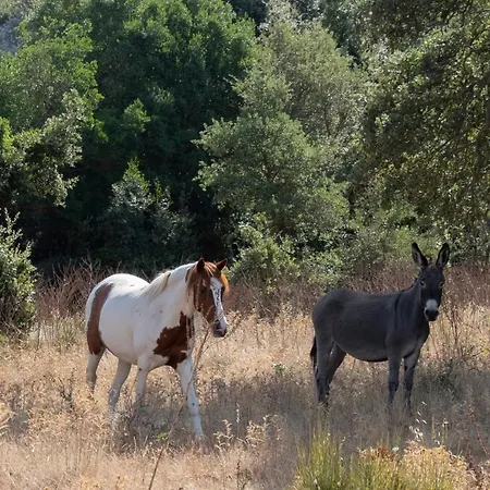 Agriturismo Testone Benetutti